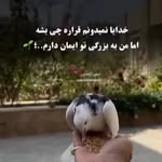 شاپرک... - @ebrahim.azhdari6 - Instagram
