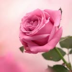 Ebrahim fooladi - @fwldy7168 - Instagram