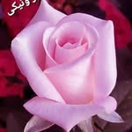 Ebrahim.ghanbari - @ebrahim.ghanbari24 - Instagram