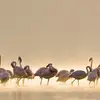 EBRAHIMGHANBARiii - @ebrahimghanbariii - TikTok