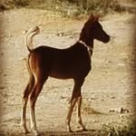 ebrahim-hakim - @ebrahimhakim46 - Instagram