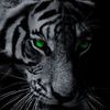 ebrahimparsa537 - @ebrahimparsa537 - TikTok