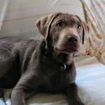 Echo - @echo__alexander - Instagram