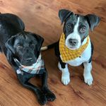 Bailey & Echo - @bailey_n_echo - Instagram