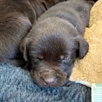 Bailey - @baileywthechoclab - Instagram