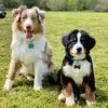 ECHO&BAILEY 🐾 - @echo_bailey - TikTok
