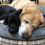 Bella + Echo - @bella_and_echo - Instagram