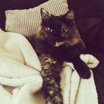 Echo Bell - @echo_tortoiseshell_cat - Instagram