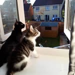 Echo, Bella & Sirius Black - @echo_bella_sirius_adventures - Instagram