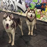Echo&Bella - @echo.bella - Instagram