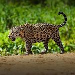 Echobella - @echobella3 - Instagram