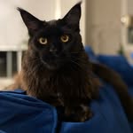 Echo Bennett - @echo_mainecoon - Instagram