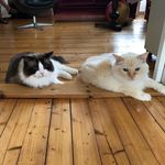 Echo & Brownie - @echo.brownie.ragdoll - Instagram