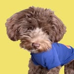 ECHO 🐾 - @echo_brownpoodle - Instagram