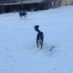 @buck_bella_and_echo - Instagram