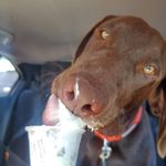 Buckie Mae Reardon - @buckie_theechocolab - Instagram