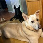 Bucky and Echo. # German Shepherds - @echo_and_bucky_ - Instagram