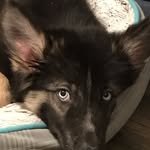 Echo Burns - @echo_thee_dog - Instagram