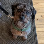 Echo, a Doggie - @echo.chan__ - Instagram