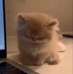 Echo Chan - Facebook