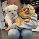 Chanel Maltese & CK Pom - @echoandchanel - Instagram