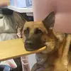 Charles ED - @charles.echo.delta - TikTok