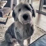 Echo Charles, Sheepie - @the_distinguished_echocharles - Instagram