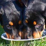 Echo and Cherry - @ourrottweilergirls - Instagram