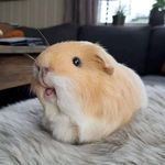 Candy Lucy Flora - @cherry_echo_fulk - Instagram