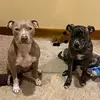 echo - @cookiechomps0 - TikTok