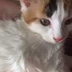 Echo Day Freear - @echo_the_furball_ - Instagram