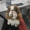 𓃥💕🩷snickerdoodle 🩷💕𓃥 - @echo.day36 - TikTok
