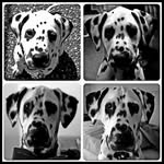 Echo Dean - @echothedalmatian - Instagram