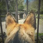 Echo Dean 🐕‍🦺 - @echocamp2023 - Instagram