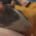 Echo Kreider-Gardner - @ratto_olive_and_hamburger - Instagram