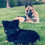 Ace Lane and Echo Grace - @ace_and_echo_the_gsds - Instagram