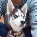 Echo⚡️Grace - @echogracethehusky - Instagram