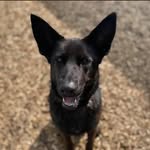 Echo - @echocardiograham - Instagram