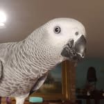 Echo - @echo_the_african_gray - Instagram
