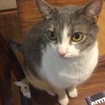 Echo the Cat - @echo.gray.cat - Instagram