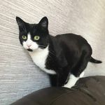 Luna Echo and Hocus Hamilton - @luna.echo.kitty - Instagram