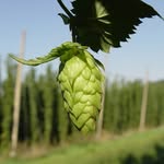 Echo hill - @echohillbrew - Instagram