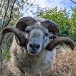 Echo Hill Homestead - @echohillhomestead - Instagram