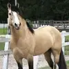 Echohoof Farm - @echohoof.farm - TikTok