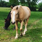 Gwyneth J. - @echohorse122 - Instagram