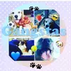 Echo&Jackson - @bark_brothers - TikTok