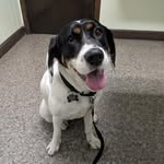 Echo Jordan-Steiner - @lilmissechothedog - Instagram