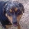 echothedog - @echothedogandkelly - TikTok