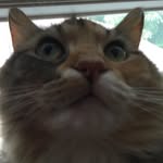 Echo King - @echofluffcat - Instagram