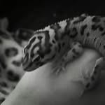 Echo King - @_echo_ze_gecko - Instagram